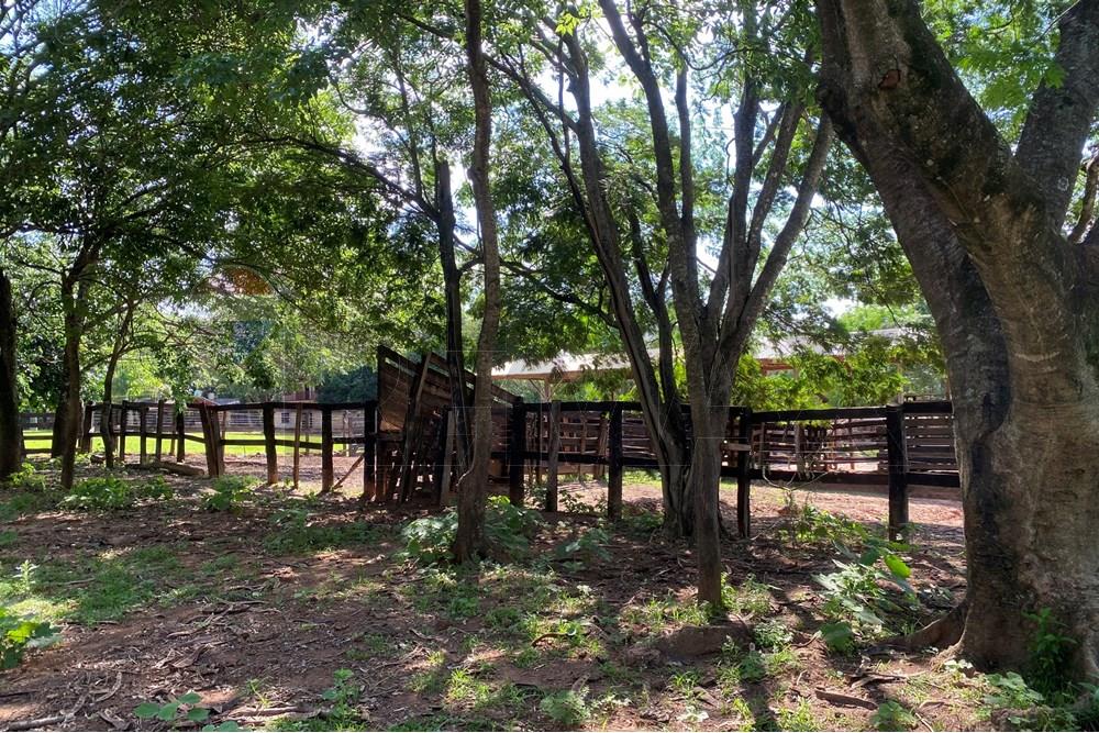 Commercieel - Boerderij - Paraguay Caaguazú Coronel Oviedo - PY - IMG_8296.jpeg - 143050100-33