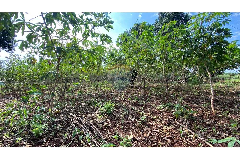 Residential - Jord - Paraguay Alto Paraná Minga Guazú - PY - IMG_6921.jpeg - 143050066-59