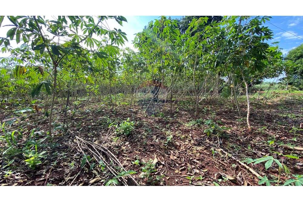 Residential - Jord - Paraguay Alto Paraná Minga Guazú - PY - IMG_6920.jpeg - 143050066-59