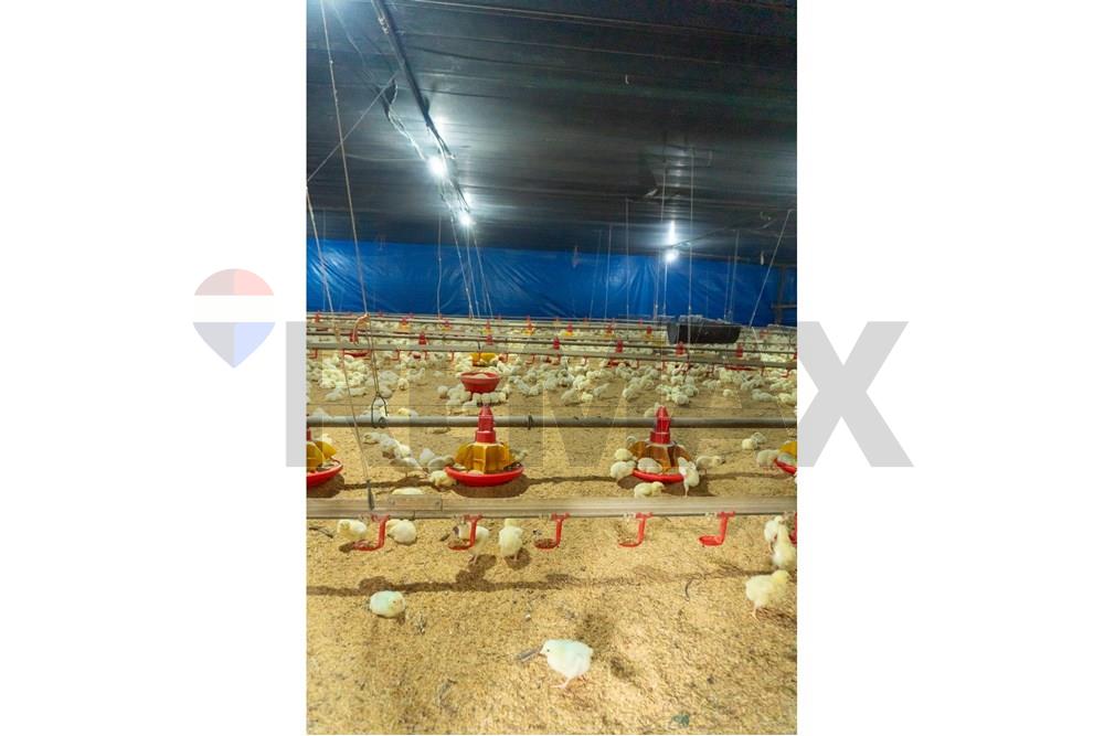 Commercial - Agricultural Farm - Paraguay Cordillera Itacurubí De La Cordillera - PY - FOTO1 (10 de 42).jpg - 143050097-75