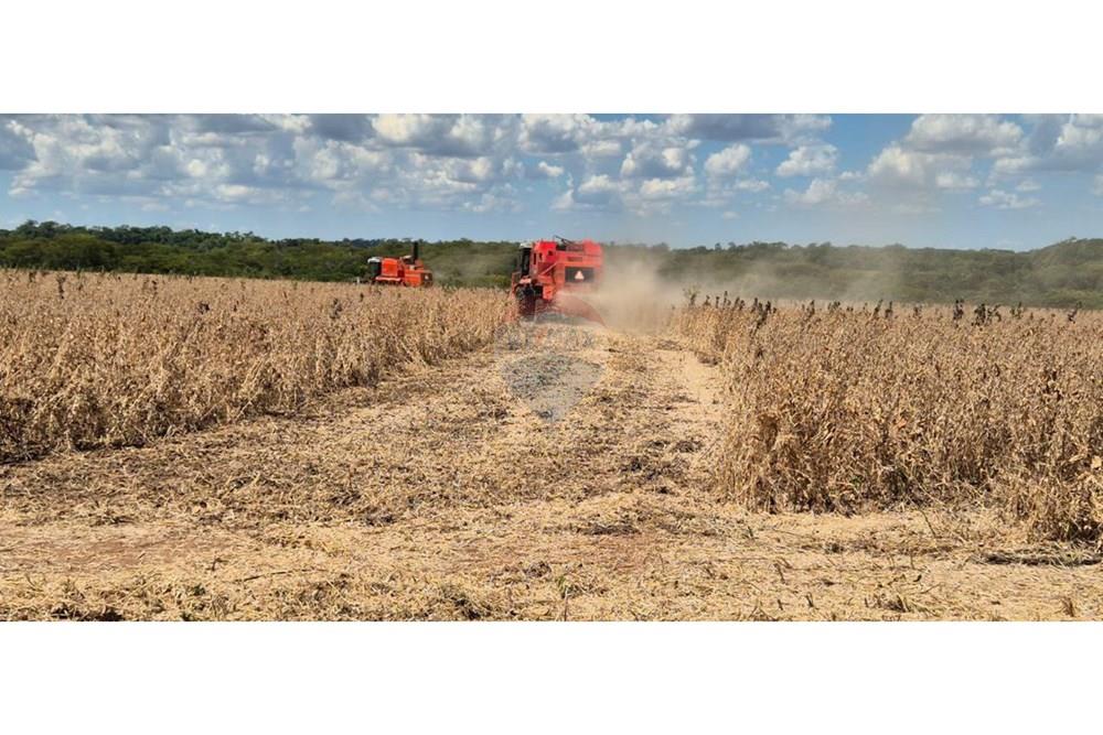 Commercial - Farm - Paraguay San Pedro General Elizardo Aquino - PY - IMG_20250707_090233_034.jpg - 143050060-297