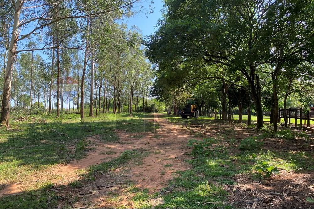 Commercieel - Boerderij - Paraguay Caaguazú Coronel Oviedo - PY - IMG_8297.jpeg - 143050100-33