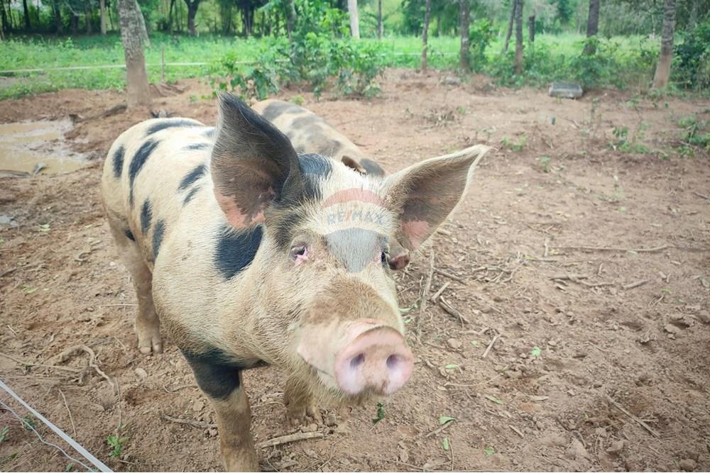 Commercial - Farm - Paraguay Guairá Natalicio Talavera - PY - 1 (8).jpg - 143050155-14