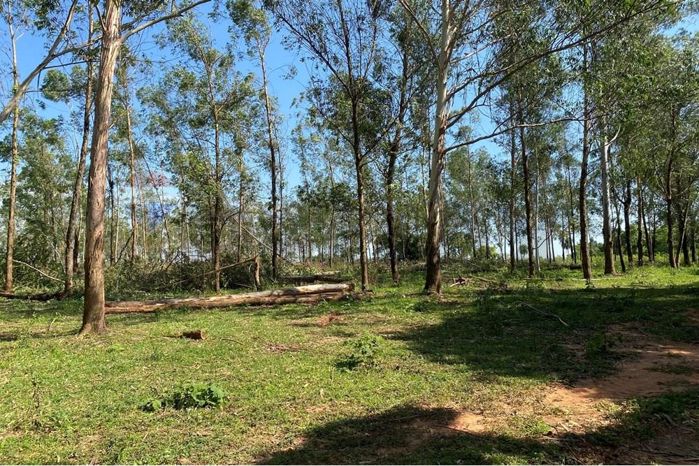 Commercieel - Boerderij - Paraguay Caaguazú Coronel Oviedo - PY - IMG_8298.jpeg - 143050100-33