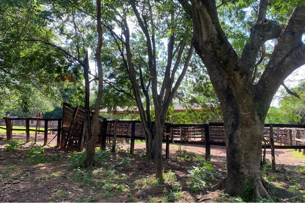 Commercieel - Boerderij - Paraguay Caaguazú Coronel Oviedo - PY - IMG_8299.jpeg - 143050100-33