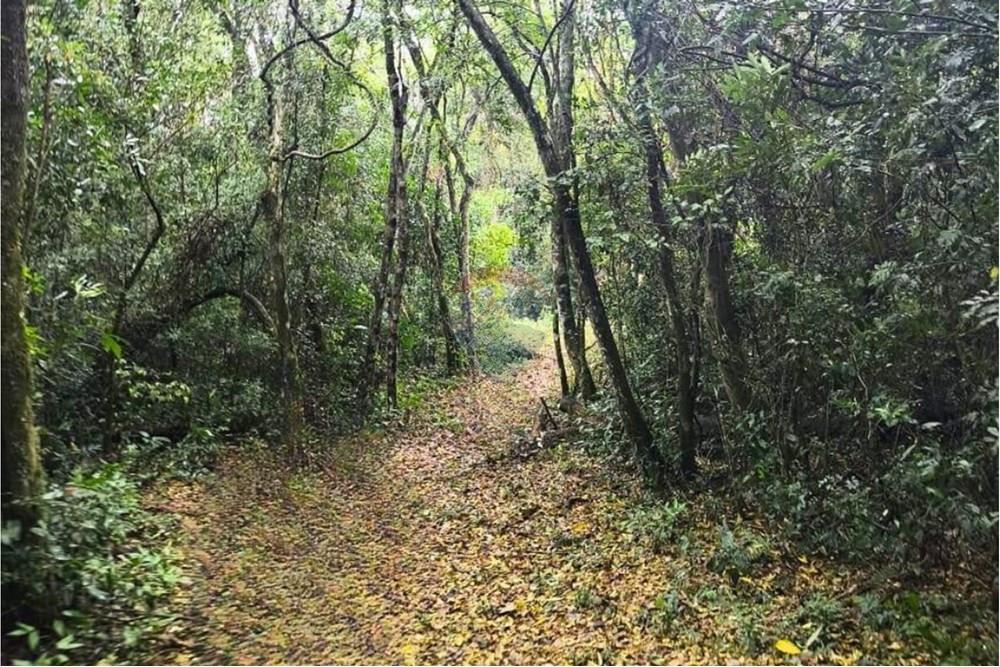 Residential - Jord - Paraguay Caaguazú Coronel Oviedo - PY - 8.jpg - 143063128-220