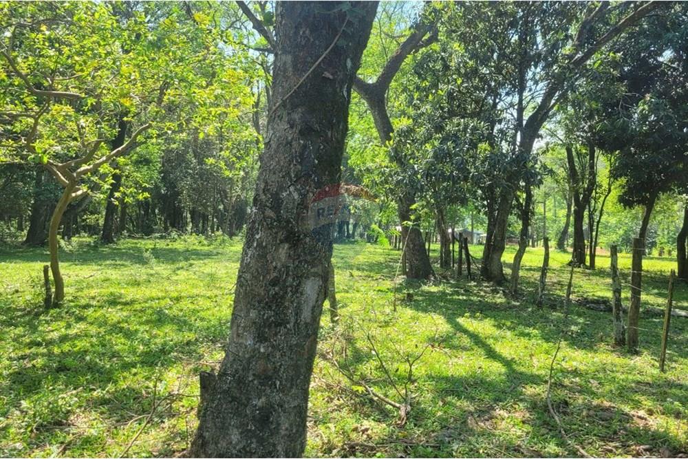 Finca Agrícola - Venta - Paraguay Caazapá San Juan Nepomuceno - 6.jpg - 143095004-90