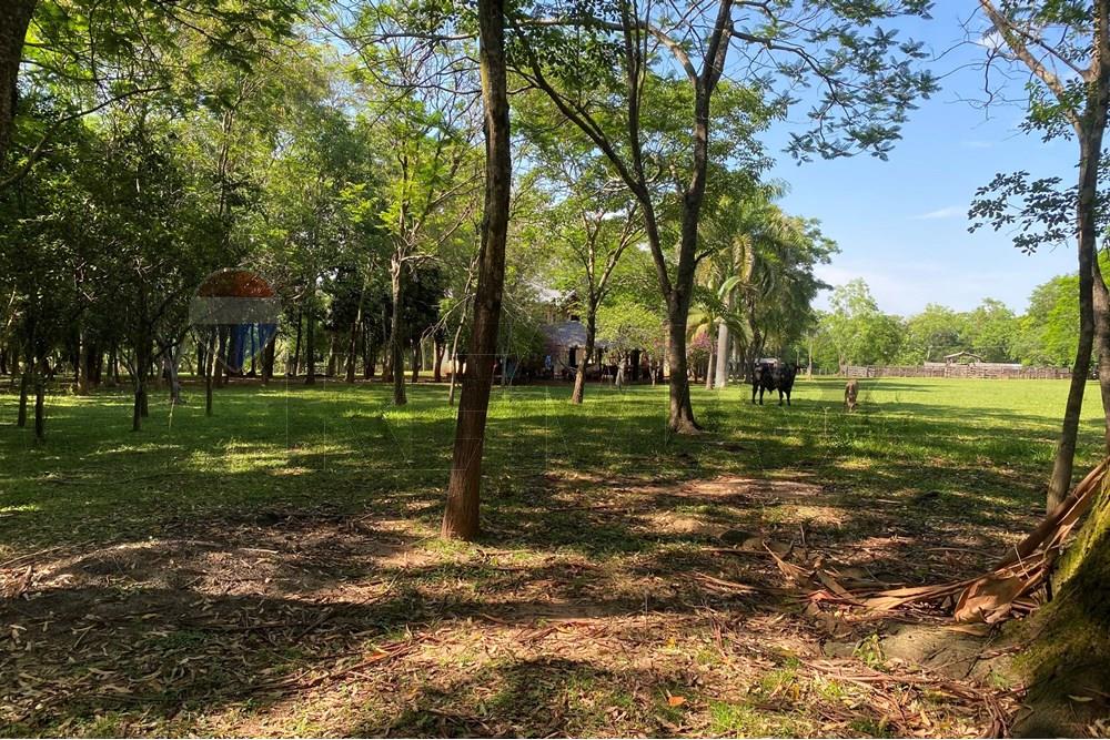 Commercieel - Boerderij - Paraguay Caaguazú Coronel Oviedo - PY - IMG_8282.jpeg - 143050100-33