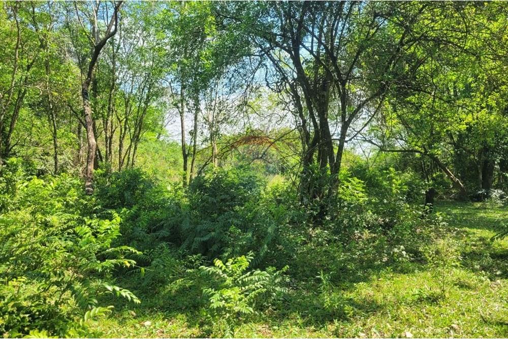 Finca Agrícola - Venta - Paraguay Caazapá San Juan Nepomuceno - 4.jpg - 143095004-90