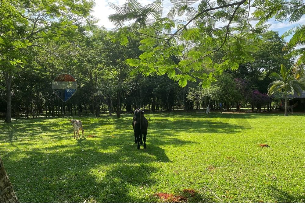 Commercieel - Boerderij - Paraguay Caaguazú Coronel Oviedo - PY - IMG_3093.jpeg - 143050100-33