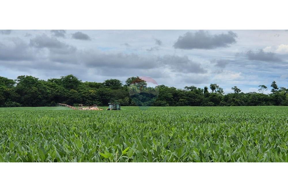 Commercial - Farm - Paraguay San Pedro General Elizardo Aquino - PY - IMG_20250707_090232_850.jpg - 143050060-297