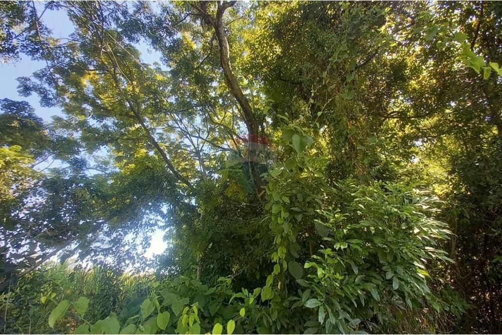 Finca Agrícola - Venta - Paraguay Caazapá Caazapá - photo_2025-01-13_11-22-59.jpg - 143095004-71