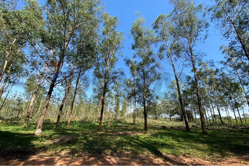 Commercieel - Boerderij - Paraguay Caaguazú Coronel Oviedo - PY - IMG_8286.jpeg - 143050100-33