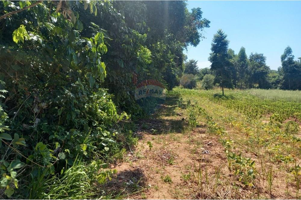 Finca Agrícola - Venta - Paraguay Caazapá Caazapá - photo_2025-01-13_11-23-01.jpg - 143095004-71