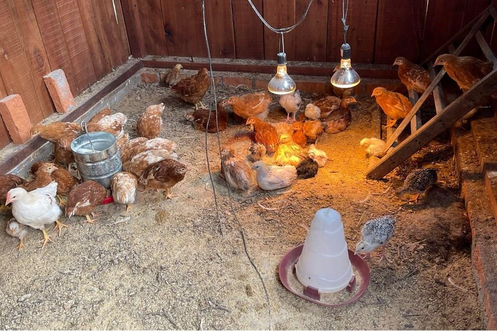 Commercial - Maatila - Paraguay Itapúa Trinidad - PY - WhatsApp Image 2024-09-13 at 1.01.06 PM.jpeg - 143036096-16