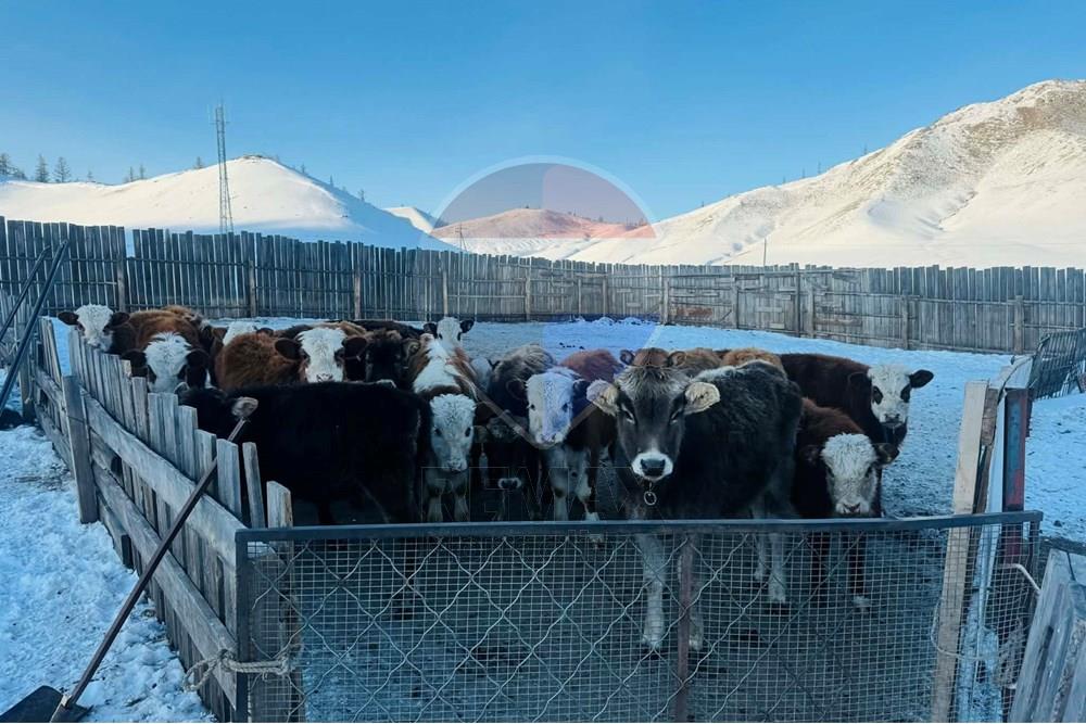 Commercial - Land - Batsumber, Mongolia - MN - 1f573bf1-c3a1-47cb-8fe3-87479c6655c6.jpg - 119012103-668