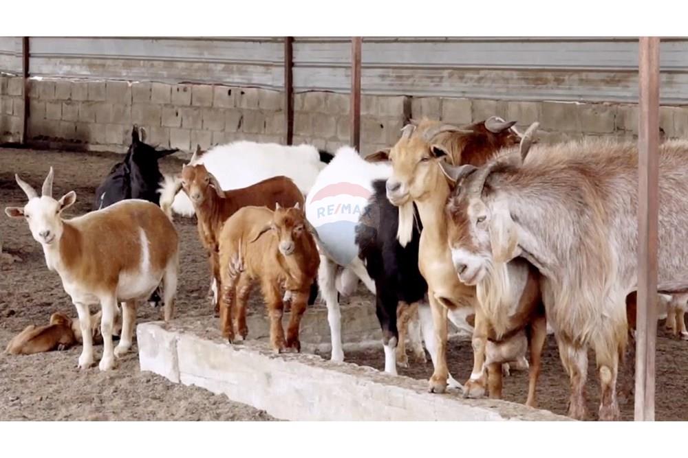 Commercieel - Investering - Bengo, Angola - AO - WhatsApp Image 2025-08-14 at 11.40.13.jpeg - 126100187-6