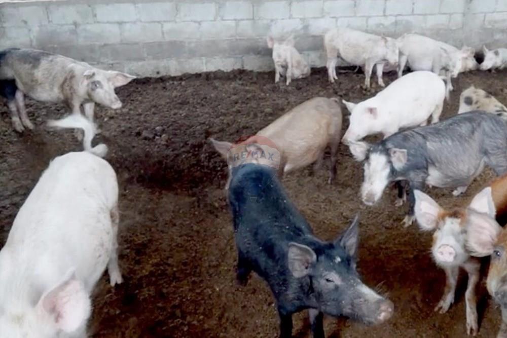 Commercieel - Investering - Bengo, Angola - AO - 89aa0e12-5aa2-439b-9f68-285267bc96df.jpeg - 126100187-6