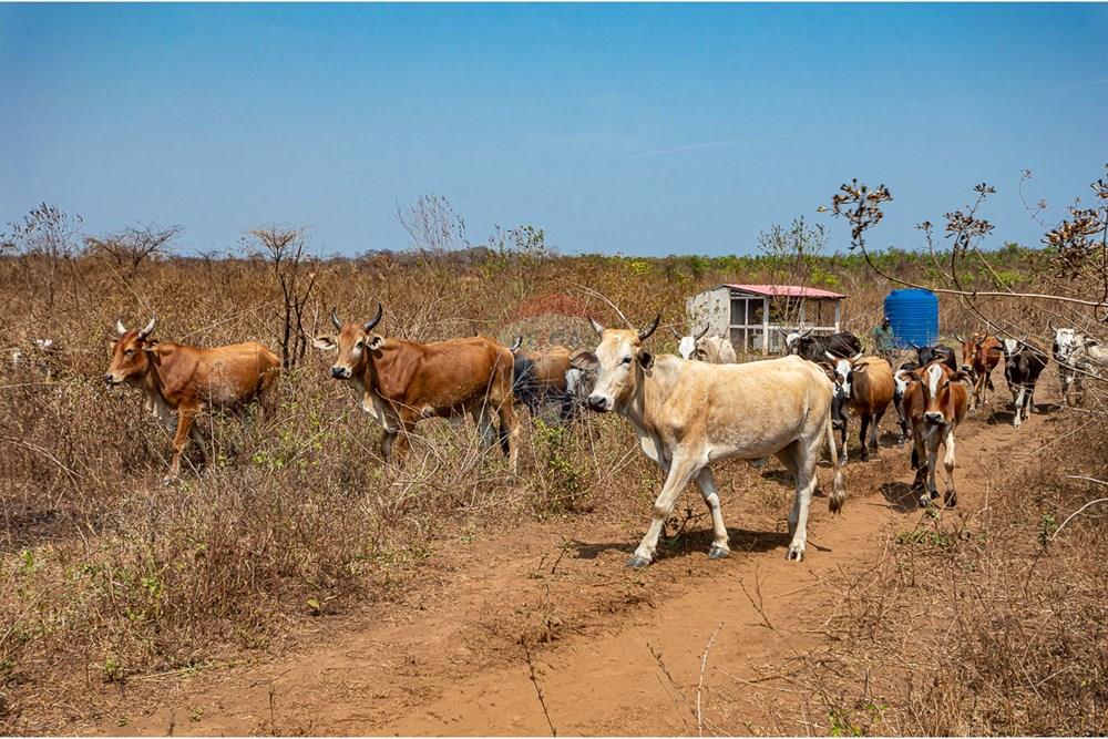Comercial - Inversión - Cacuso, Angola - AO - DSC_9319.jpg - 126100134-21