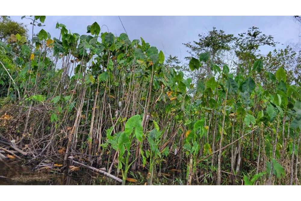 Land For Sale Guyana, DemeraraMahaica, Mahaica Village 130002009