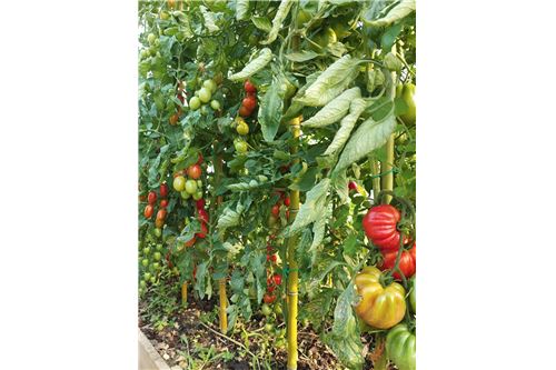 Slider Image Thumbnail