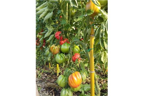 Slider Image Thumbnail