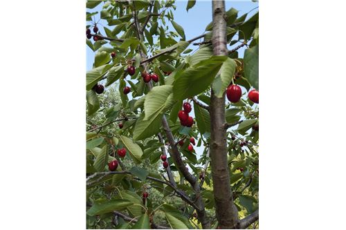 Slider Image Thumbnail