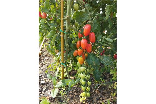 Slider Image Thumbnail