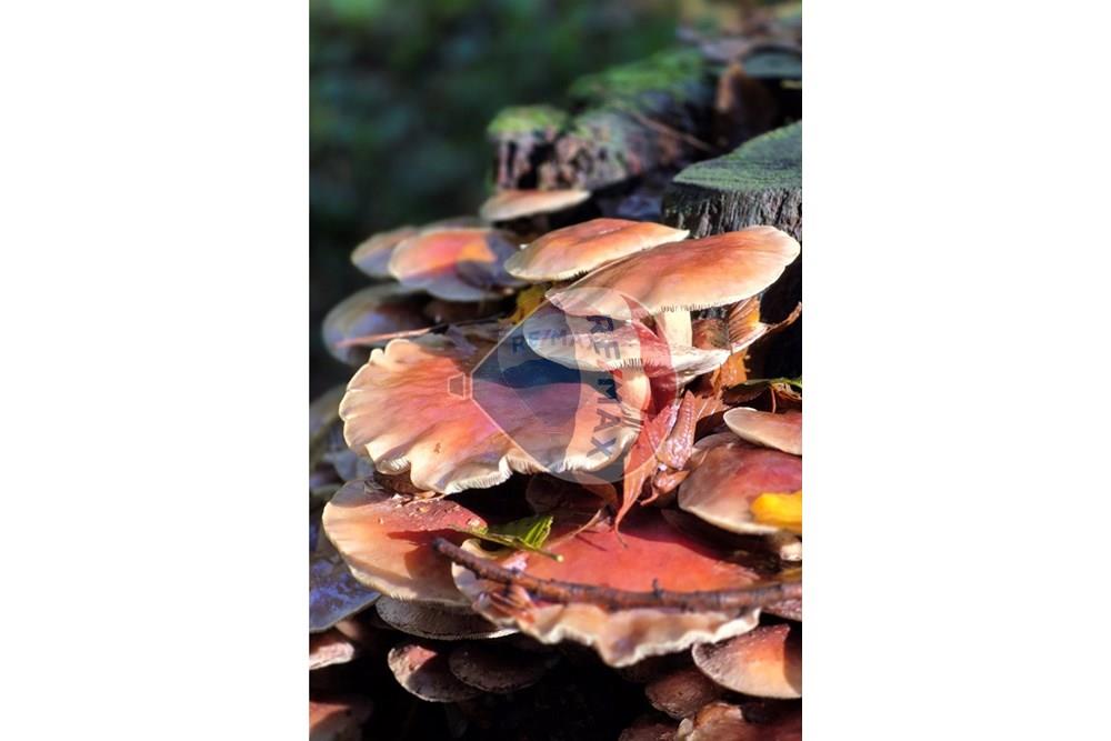 Građevinsko zemljište - Za prodaju - Petrinja, Hrvatska - 20251024_094415.jpg - 300761006-70