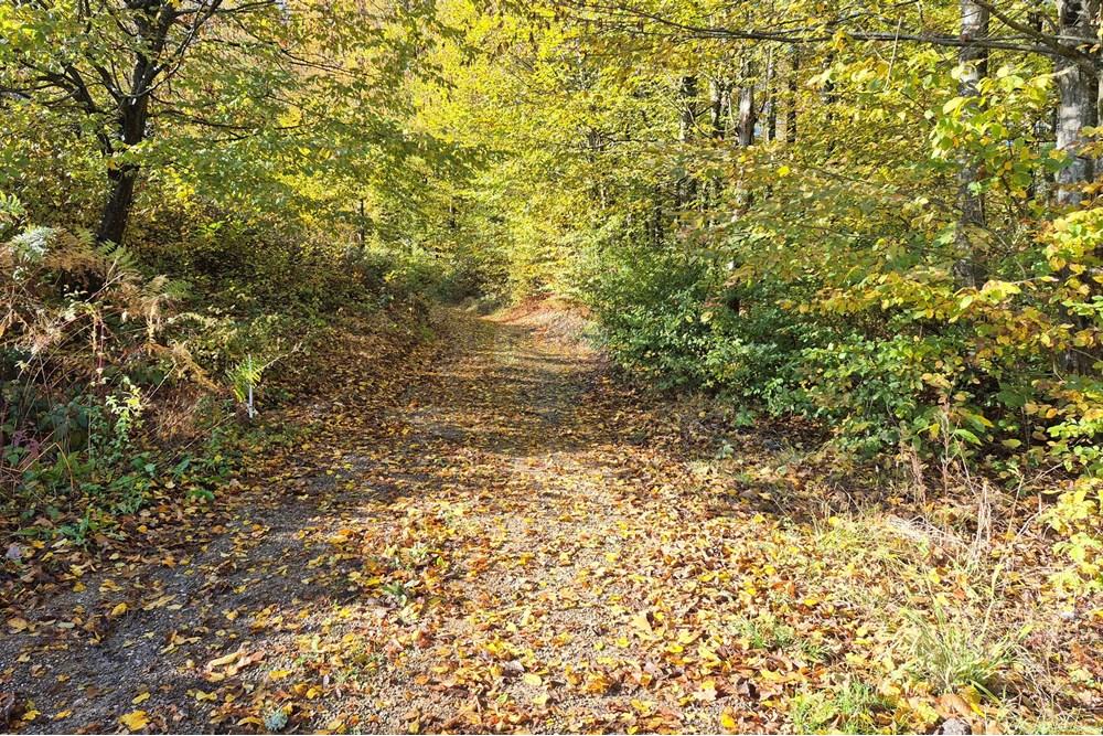 Građevinsko zemljište - Za prodaju - Petrinja, Hrvatska - 20251024_101459.jpg - 300761006-76