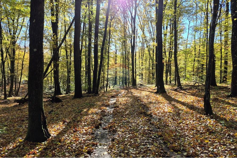 Građevinsko zemljište - Za prodaju - Petrinja, Hrvatska - 20251024_100035.jpg - 300761006-75