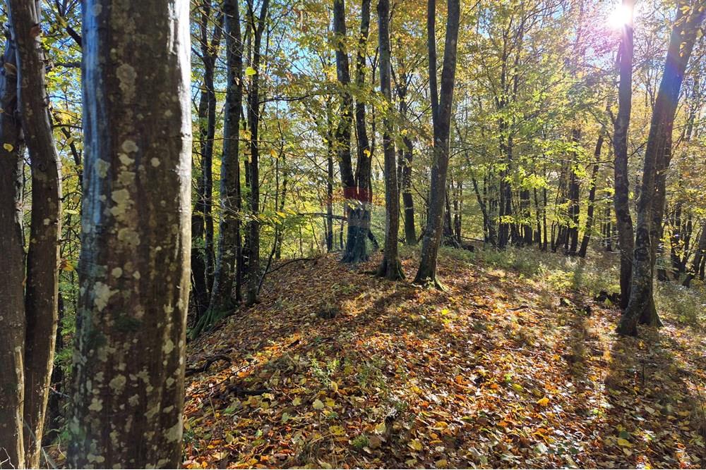 Građevinsko zemljište - Za prodaju - Petrinja, Hrvatska - 20251024_091916.jpg - 300761006-70