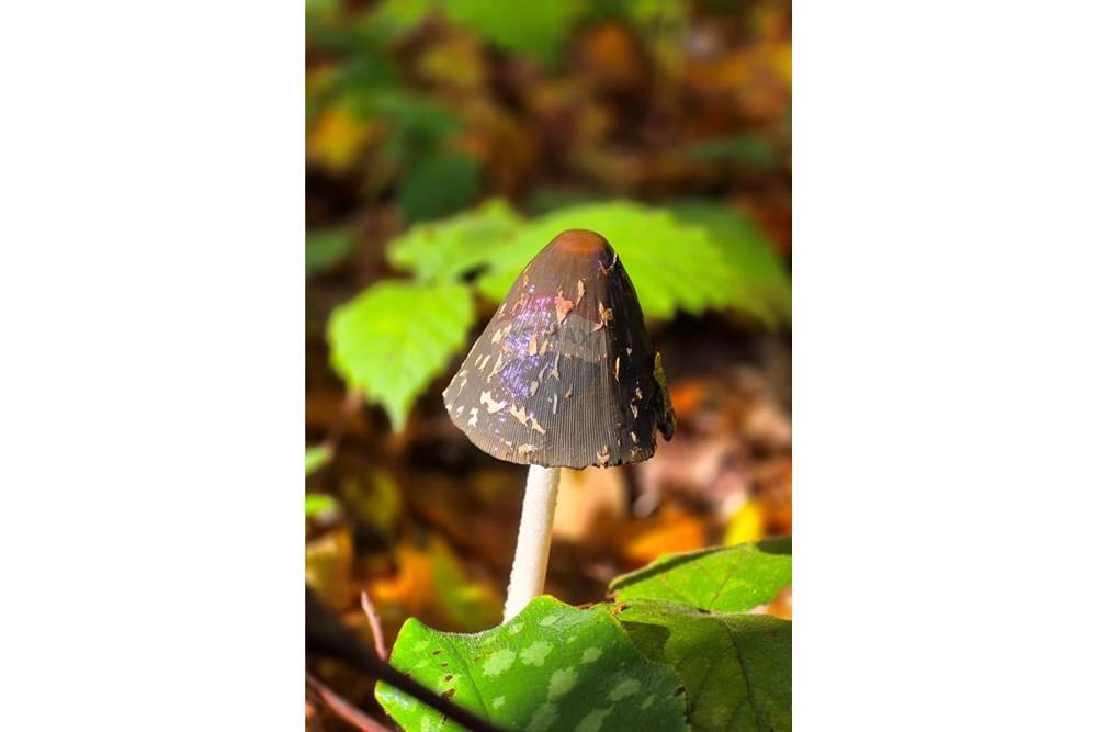 Građevinsko zemljište - Za prodaju - Petrinja, Hrvatska - 20251024_095813.jpg - 300761006-75