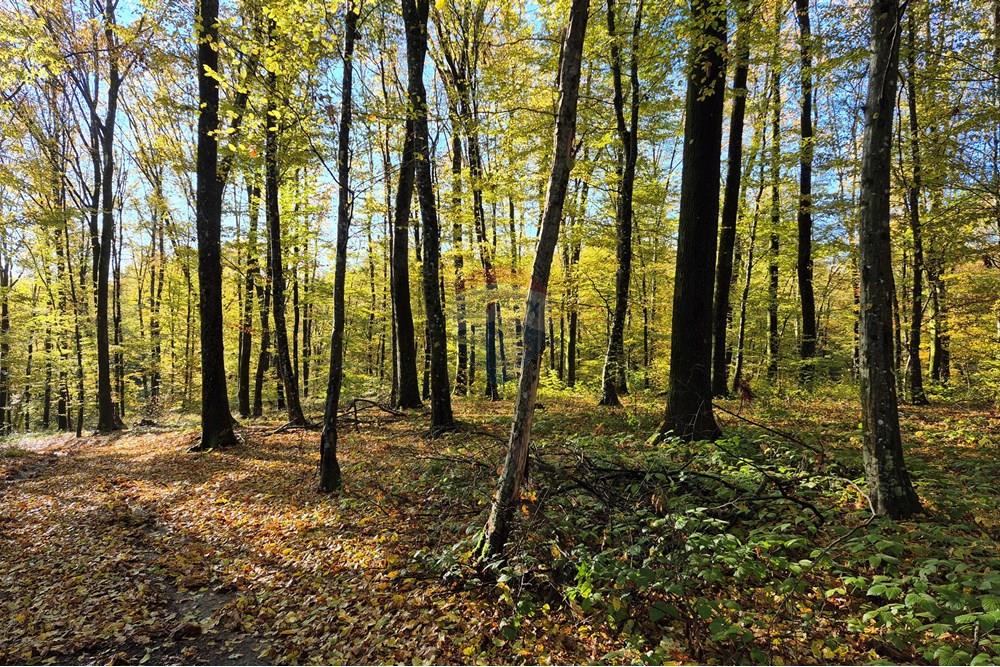 Građevinsko zemljište - Za prodaju - Petrinja, Hrvatska - 20251024_091435.jpg - 300761006-80