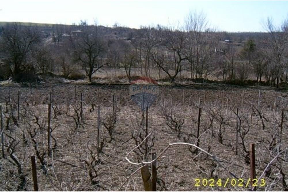 Селска къща - За продажба - с. Изворово, Област Добрич, България - Old vinyard.jpg - 360391052-11