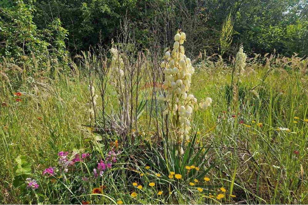 УПИ - За продажба - гр. Варна, Област Варна, България - viber_image_2025-07-08_16-14-57-407.jpg - 360531003-46