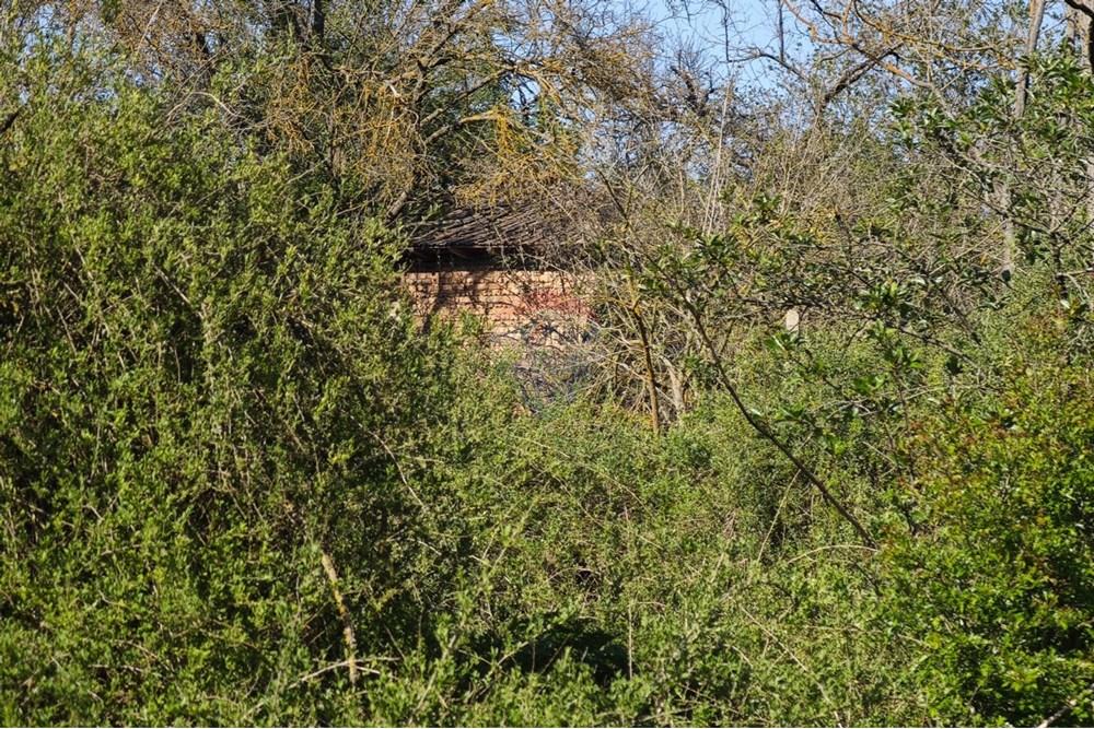 Селска къща - За продажба - с. Изворово, Област Добрич, България - Изображение от WhatsApp на 2025-04-25 в 08.02.18_c50dcdce.jpg - 360391052-11