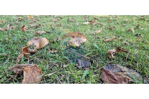 Slider Image Thumbnail