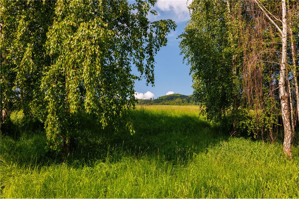 Działka budowlana - Sprzedaż - Lipowa, Polska - 11 - 800061107-97