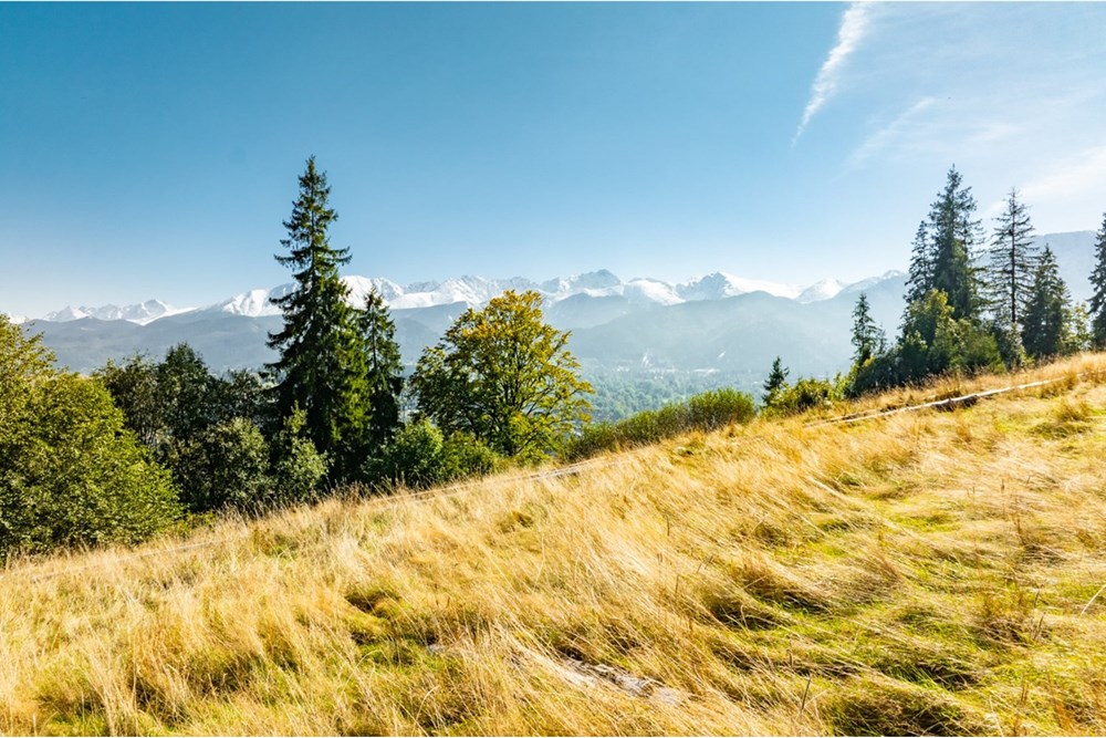 Działka - Sprzedaż - Zakopane, Polska - 20251004-DJI_0936-HDR.jpg - 470151024-455