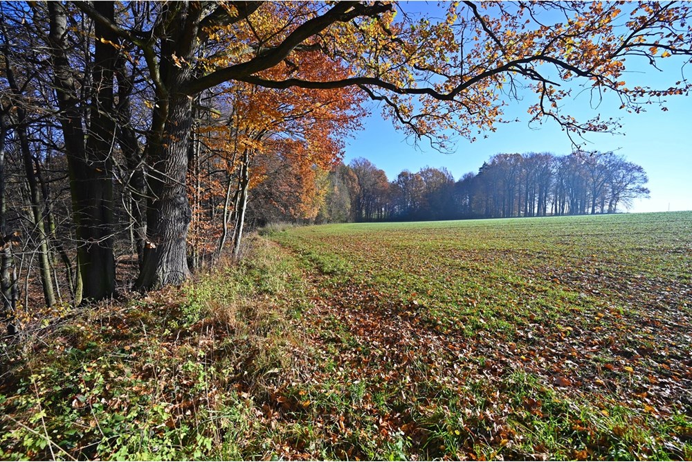 Działka - Sprzedaż - Witkowice, Polska - 33.JPG - 470131110-4