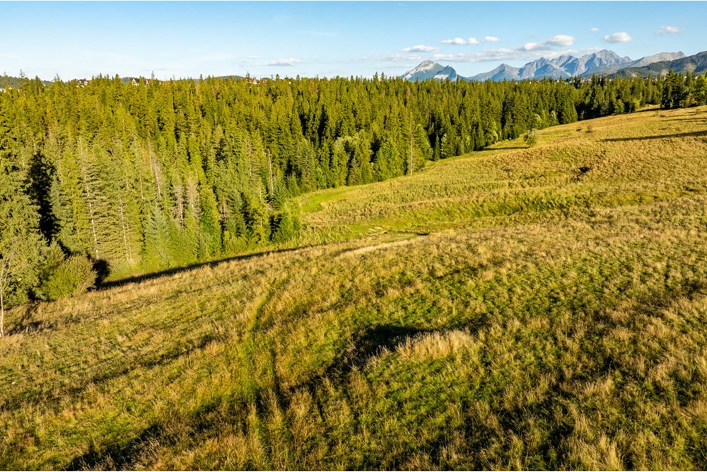 Działka - Sprzedaż - Zakopane, Polska - 20250826-DJI_0106-HDR.jpg - 470151024-450