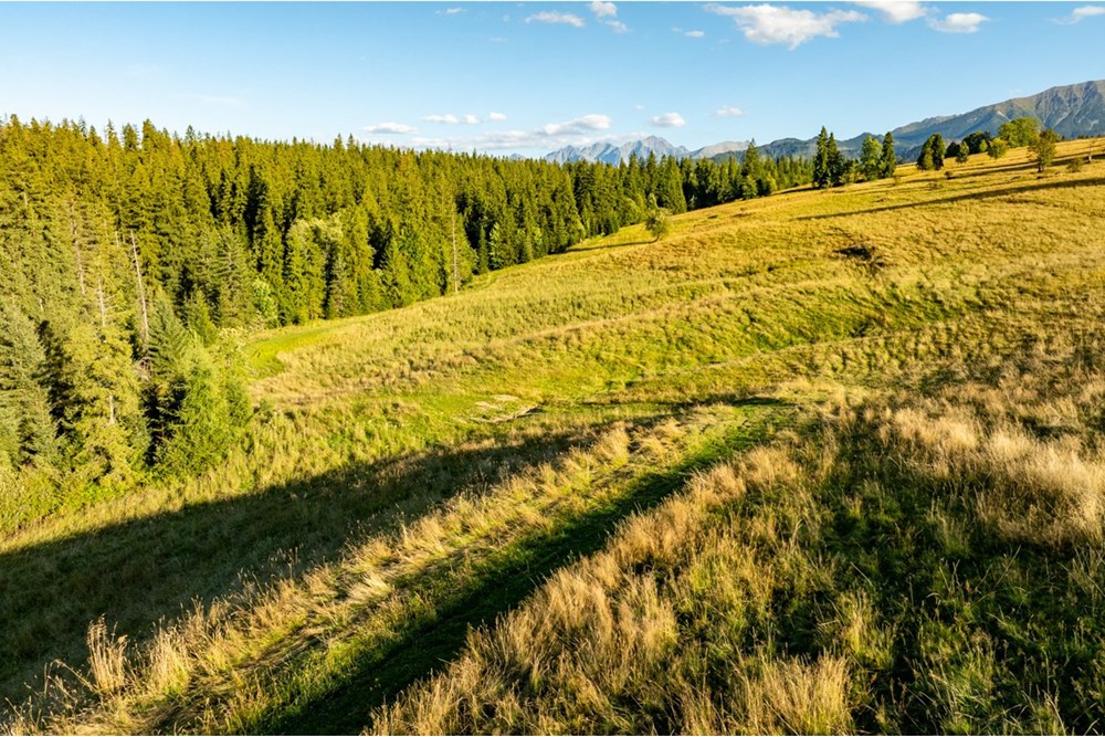 Działka - Sprzedaż - Zakopane, Polska - 20250826-DJI_0097-HDR.jpg - 470151024-448
