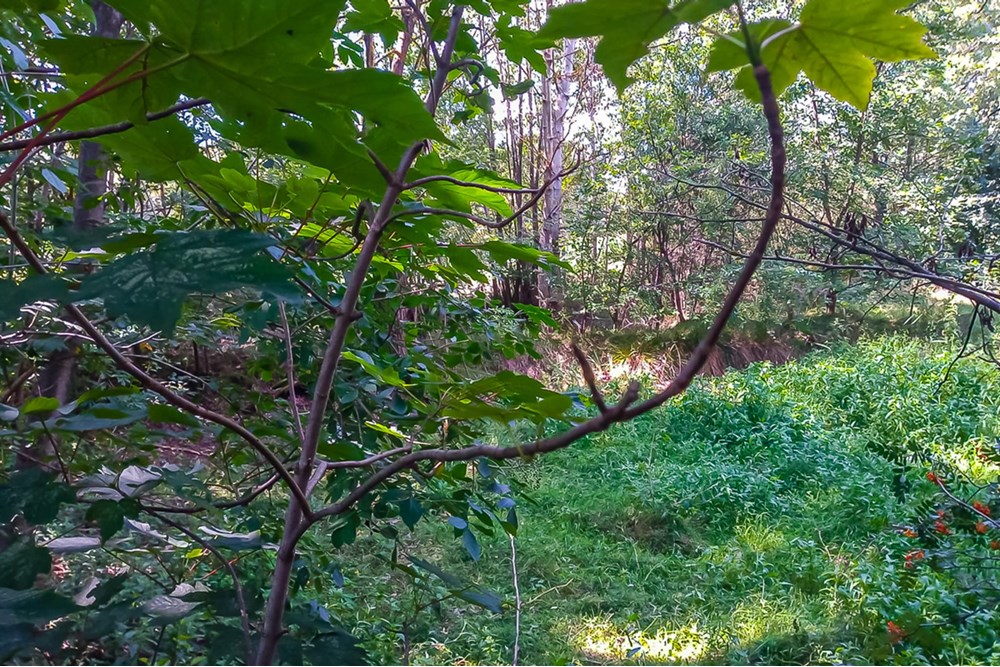 Działka - Sprzedaż - Grabostów, Polska - Dzialki-na-sprzedaz-7.jpg - 470191057-28