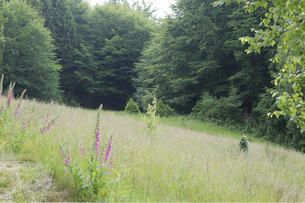 Działka - Sprzedaż - Wilkowice, Polska - P1011764.JPG - 800061116-13