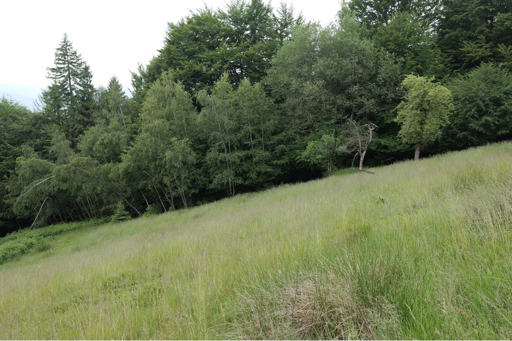 Działka - Sprzedaż - Wilkowice, Polska - 2.jpg.JPG - 800061116-13