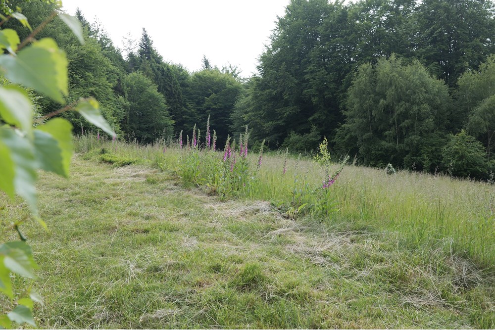 Działka - Sprzedaż - Wilkowice, Polska - P1011769.JPG - 800061116-13