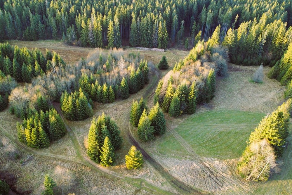 Działka - Sprzedaż - Dzianisz, Polska - D3.JPG - 470151050-9