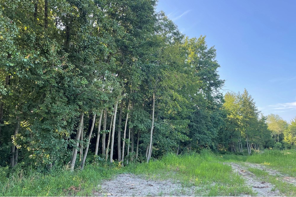 Działka budowlana - Sprzedaż - Krzeczów, Polska - IMG_4976.jpeg - 800241049-2