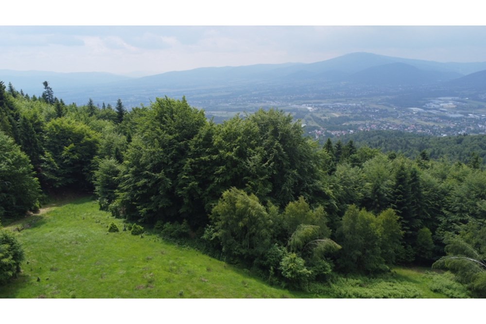 Działka - Sprzedaż - Wilkowice, Polska - DJI_0095.jpg - 800061116-13